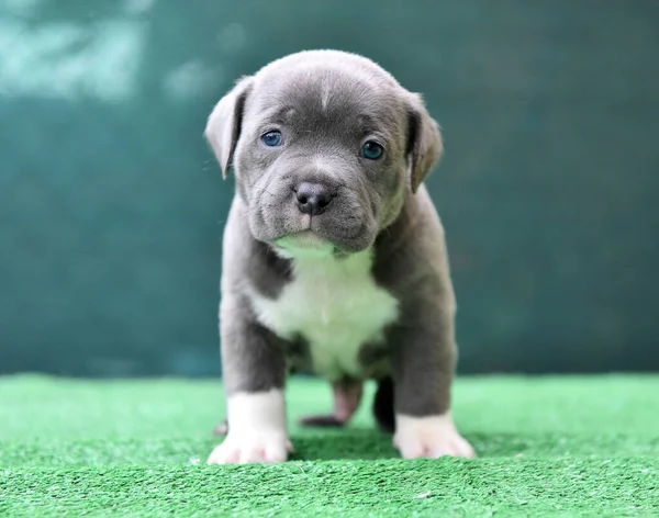 Köpek Yavrusu Amerikan Zorba Köpeği — Stok fotoğraf