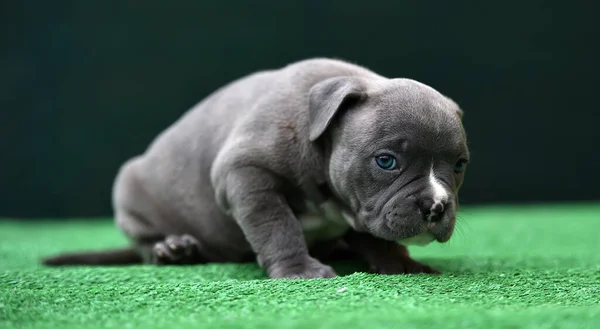 子犬のアメリカのいじめ犬 — ストック写真