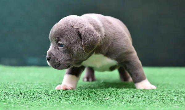 Cachorro Americano Bully Dog — Fotografia de Stock