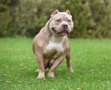 Güçlü bir Amerikan zorba köpeği.