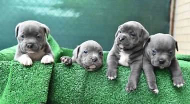 Güçlü bir Amerikan zorba köpeği.