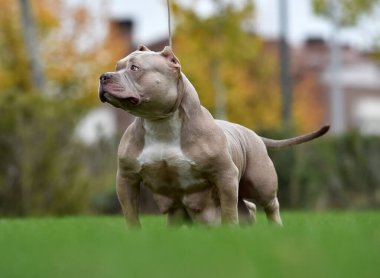 Güçlü bir Amerikan zorba köpeği.
