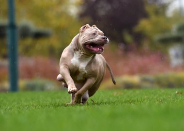 Güçlü bir Amerikan zorba köpeği.