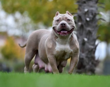 Güçlü bir Amerikan zorba köpeği.