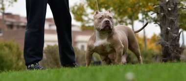 Güçlü bir Amerikan zorba köpeği.