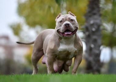 Güçlü bir Amerikan zorba köpeği.