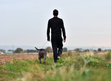 Güçlü bir Amerikan zorba köpeği.