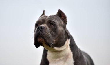 Güçlü bir Amerikan zorba köpeği.