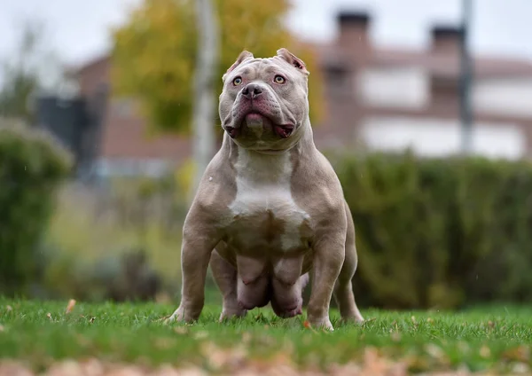 Güçlü Bir Amerikan Zorba Köpeği — Stok fotoğraf