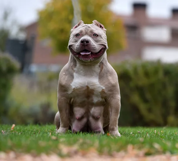 Strong American Bully Dog — Stock Photo, Image