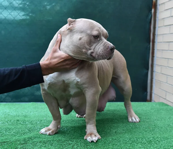 a strong american bully dog