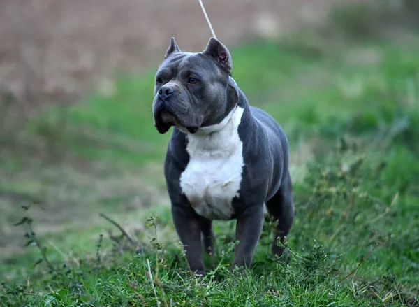 Cão Valentão Americano Forte — Fotografia de Stock