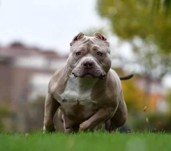 強いアメリカ人のいじめ犬 — ストック写真