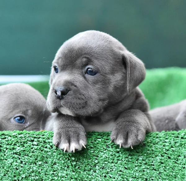 a strong american bully dog