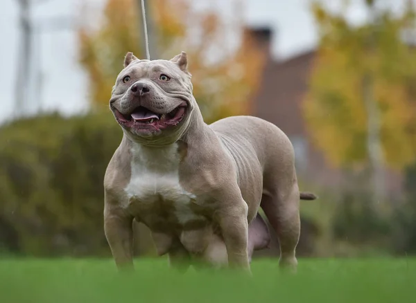 強いアメリカ人のいじめ犬 — ストック写真