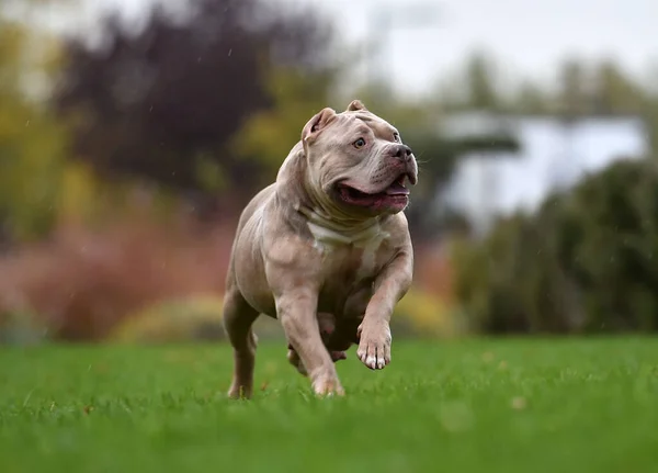 Güçlü bir Amerikan zorba köpeği.