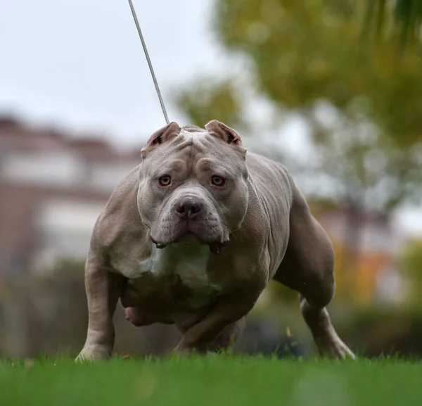 Güçlü Bir Amerikan Zorba Köpeği — Stok fotoğraf