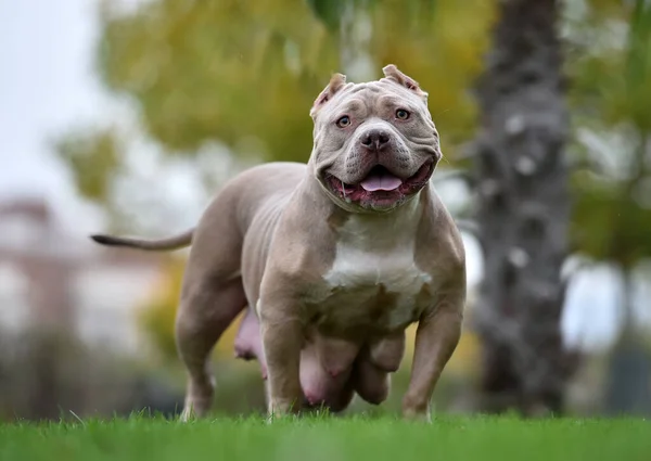 Fuerte Americano Bravucón Perro — Foto de Stock