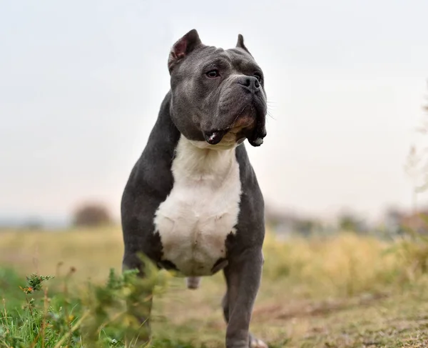 a strong american bully dog