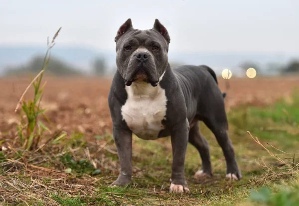 Strong American Bully Dog — Stock Photo, Image