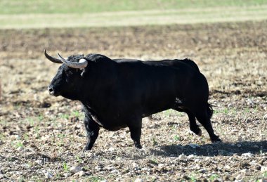 İspanya 'da boynuzları olan güçlü bir boğa