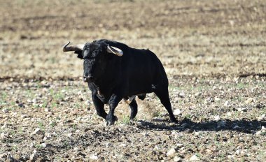 İspanya 'da boynuzları olan güçlü bir boğa