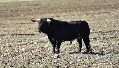 İspanya 'da boynuzları olan güçlü bir boğa