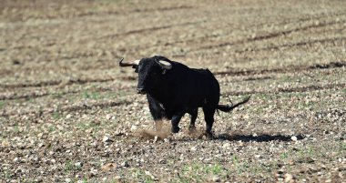 İspanya 'da boynuzları olan güçlü bir boğa