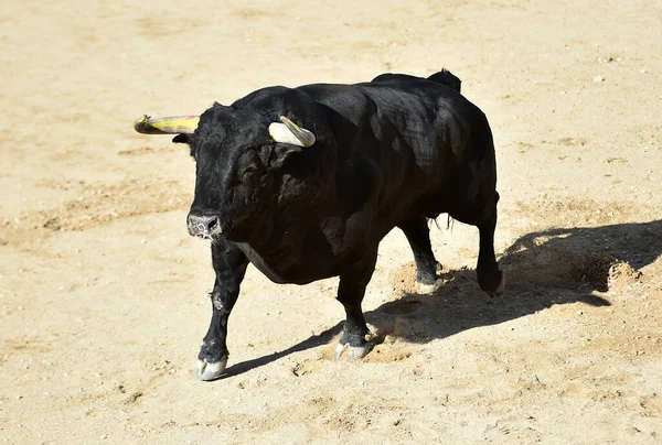 Taureau Fort Avec Grandes Cornes Sur Espagne — Photo