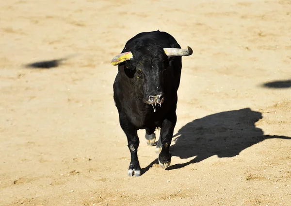 Ein Starker Stier Mit Großen Hörnern Auf Spanien — Stockfoto