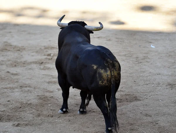 スペインに大きな角を持つ強い雄牛 — ストック写真