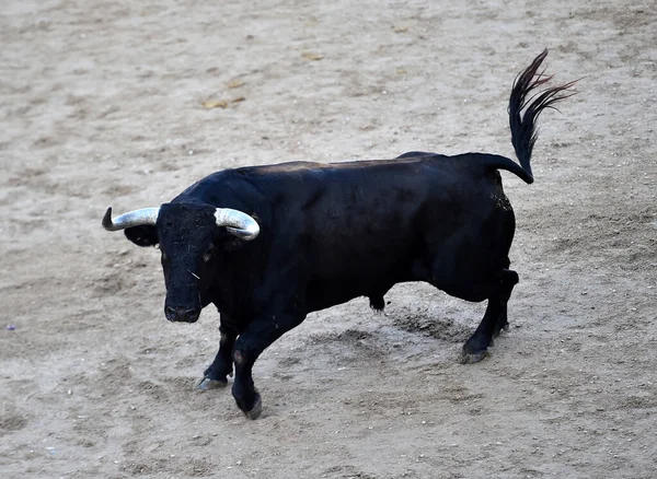 Taureau Fort Avec Grandes Cornes Sur Espagne — Photo