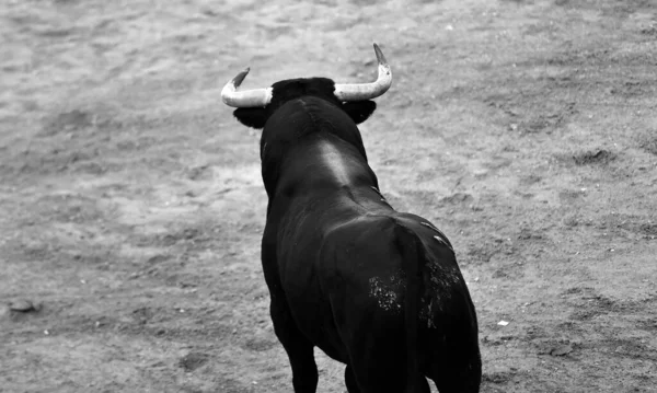 Ein Starker Stier Mit Großen Hörnern Auf Spanien — Stockfoto
