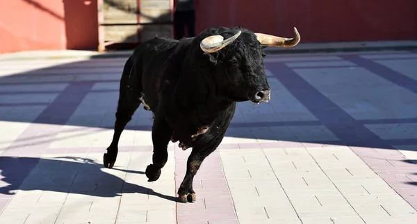 Toro Fuerte Con Cuernos Grandes España —  Fotos de Stock