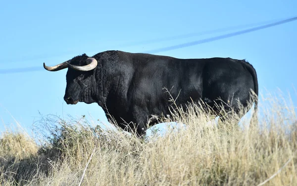 Ein Starker Stier Mit Großen Hörnern Auf Spanien — Stockfoto