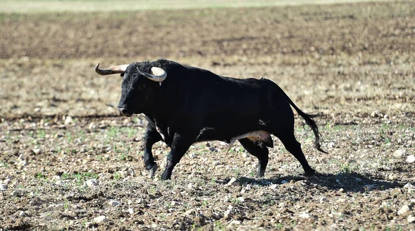 Egy Erős Bika Nagy Szarvakkal Spanyolországban — Stock Fotó