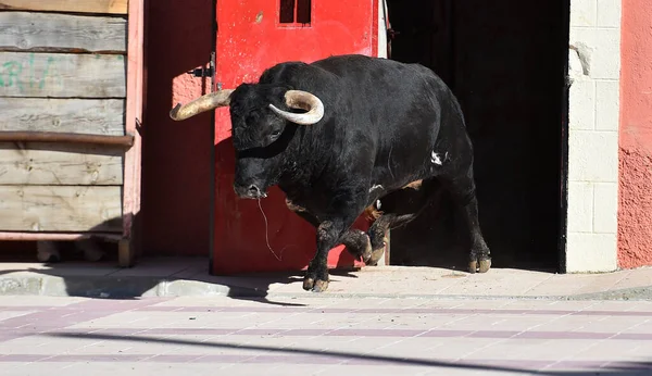 スペインに大きな角を持つ強い雄牛 — ストック写真