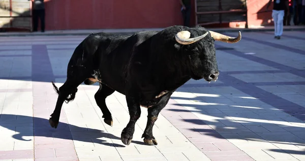 Toro Forte Con Grandi Corna Sulla Spagna — Foto Stock