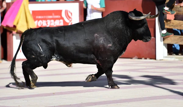 Toro Forte Con Grandi Corna Sulla Spagna — Foto Stock