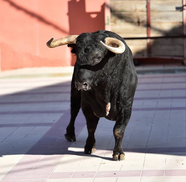 Egy Erős Bika Nagy Szarvakkal Spanyolországban — Stock Fotó