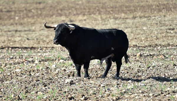 Toro Forte Con Grandi Corna Sulla Spagna — Foto Stock