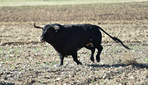 Egy Erős Bika Nagy Szarvakkal Spanyolországban — Stock Fotó