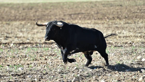 Egy Erős Bika Nagy Szarvakkal Spanyolországban — Stock Fotó