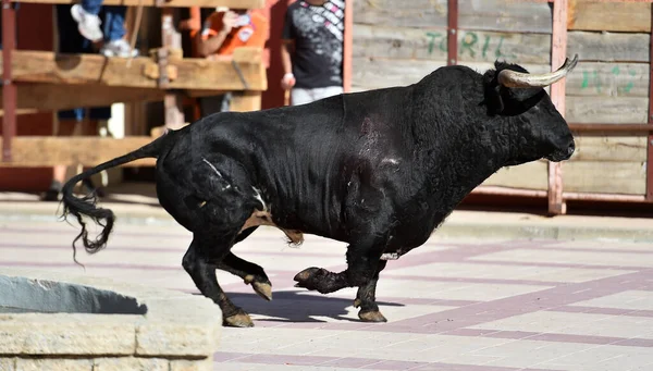 强壮的公牛 长着大的角 长着尖刺 — 图库照片