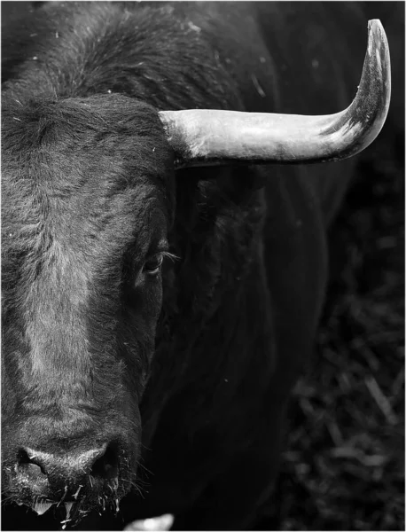 Tête Taureau Fort Avec Grandes Cornes — Photo