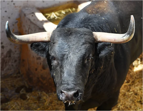 head of strong bull with big horns