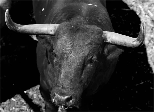 Cabeza Toro Fuerte Con Cuernos Grandes — Foto de Stock