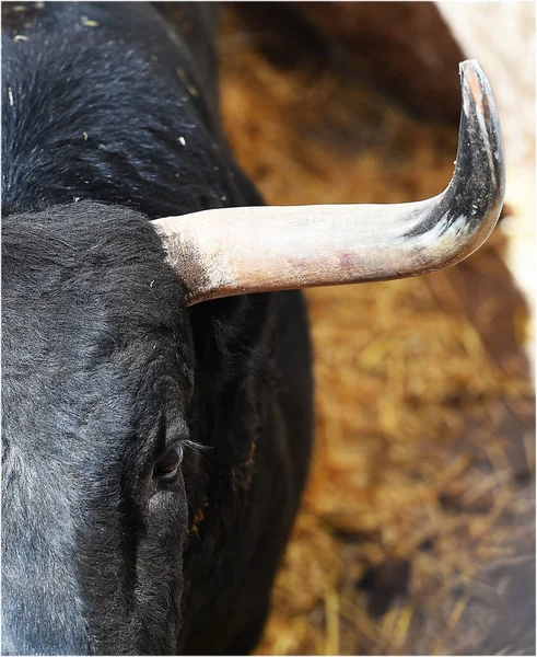 大角的强壮公牛的头 — 图库照片