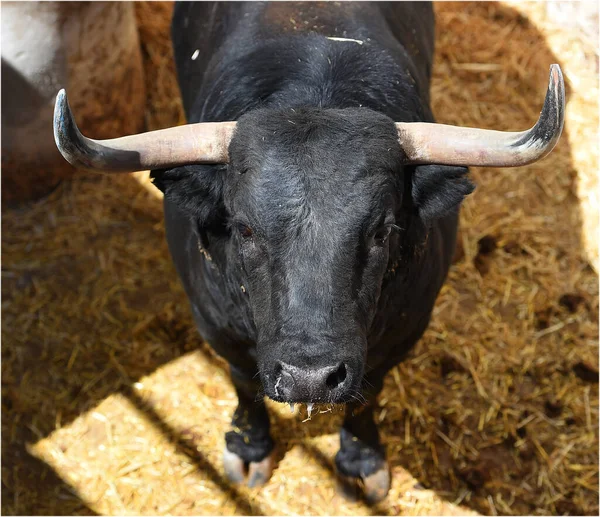 Head Strong Bull Big Horns — Stock Photo, Image