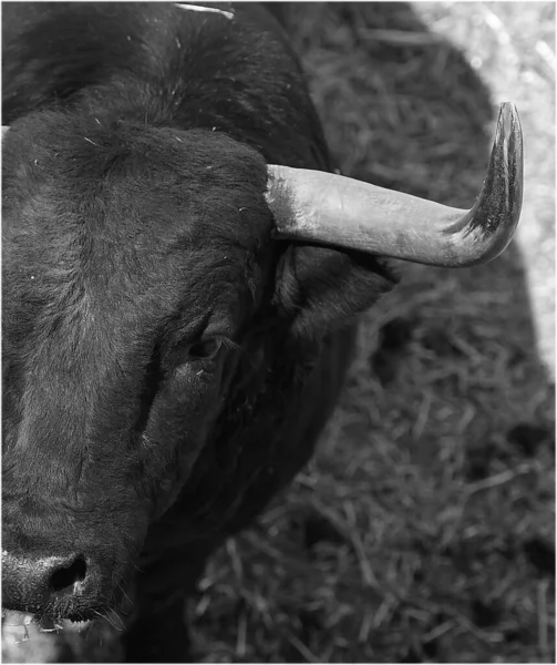 Hlava Silného Býka Velkými Rohy — Stock fotografie